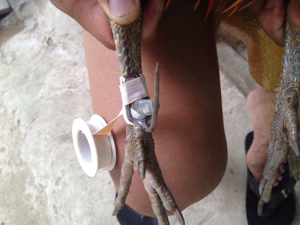Hướng Dẫn Lên Cựa Gà