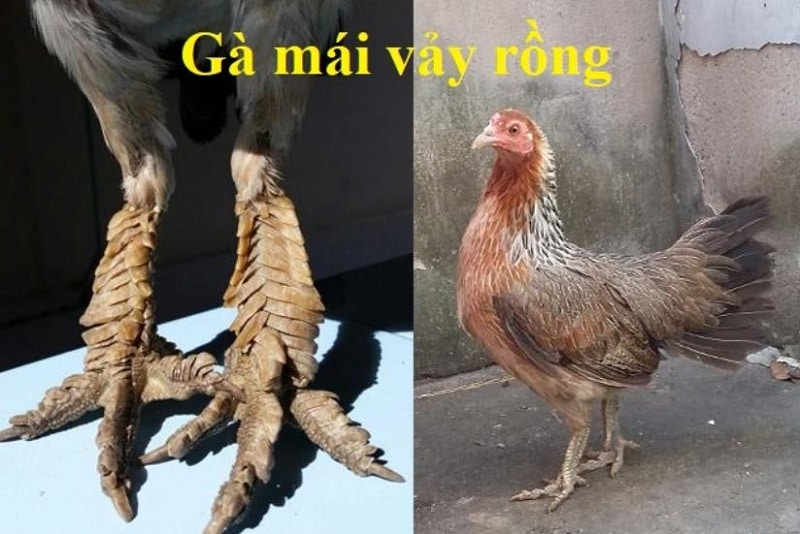 Gà Mái Vảy Rồng